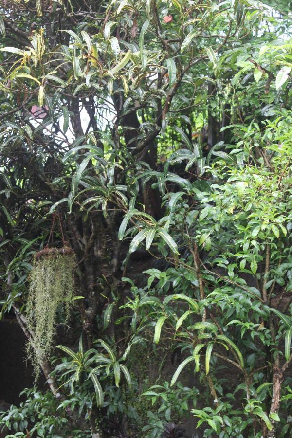 Lazy Bear Best Hostel In Kandy Luaran gambar